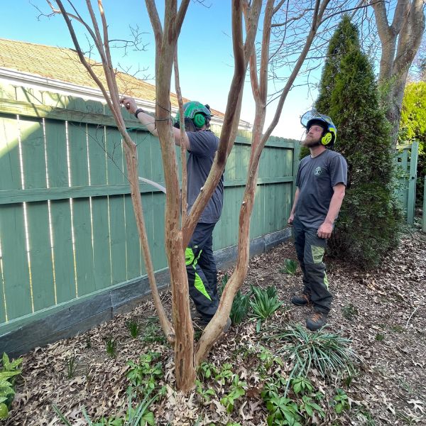 Website-about-us-section-2-crew-members Certified Arborists with Generations Tree Expert Co. assessing a tree with multiple trunks.