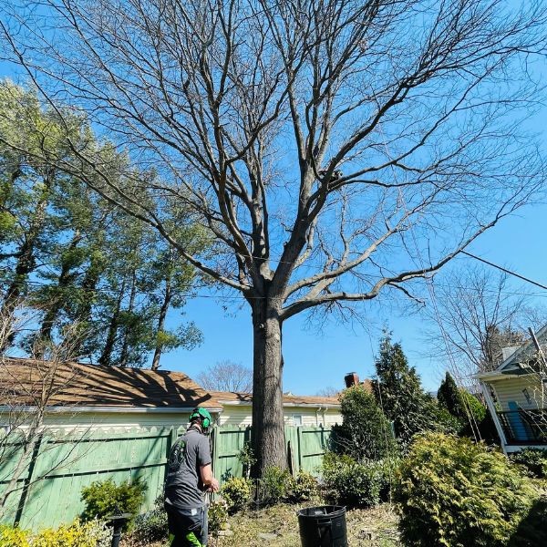 Website-about-us-section-crew-member-tree-fence Certified Arborists with Generations Tree Expert Co. pruning a large tree next to a fence in a backyard.