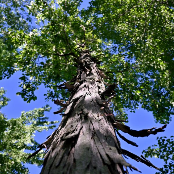 Website-arborist-services-section-hickory Looking upwards at a hickory tree with a large green canopy against a bright blue sky.
