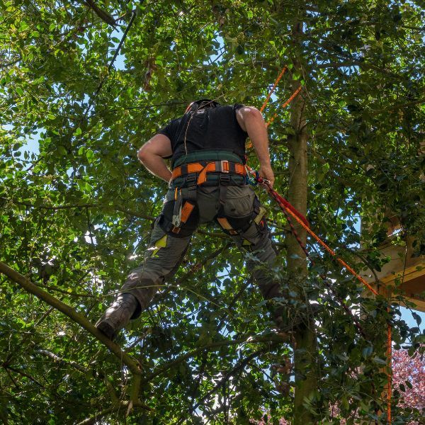 Website-pruning-arborist-safety-gear Certified Arborist safely climbing a tree near a house.