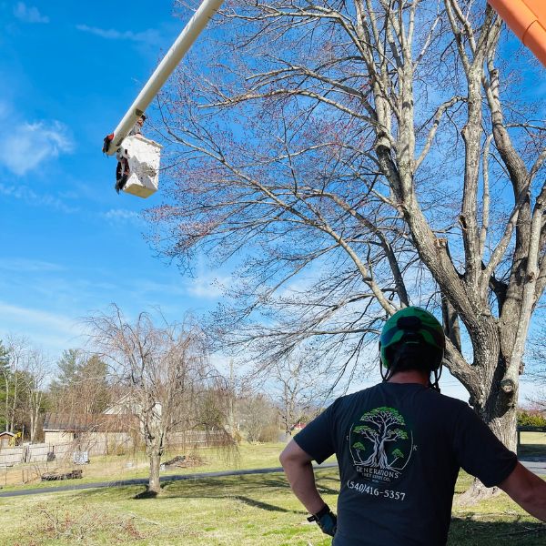 Tree care professionals in a bucket truck next to a tall tree needing to be pruned.