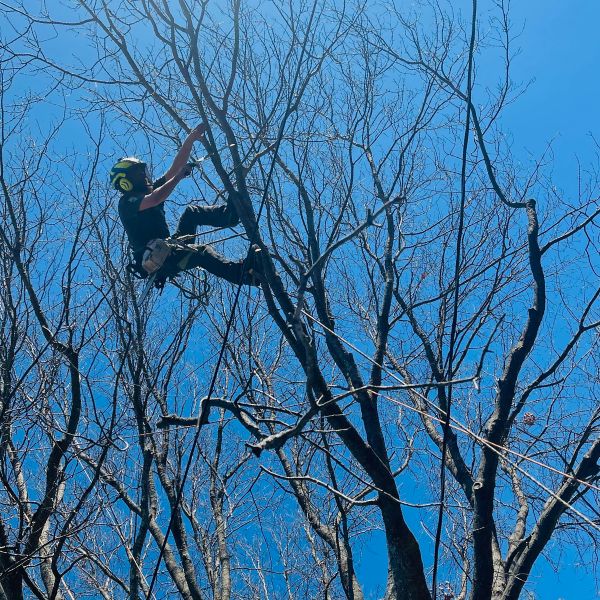 Certified Arborist with Generations Tree Expert Co. using a pruning saw to remove a large branch at the top of a tall tree.