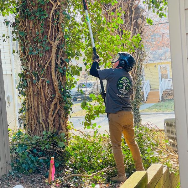 Arborist on the ground pruning a large tree next to a building with pole saw.