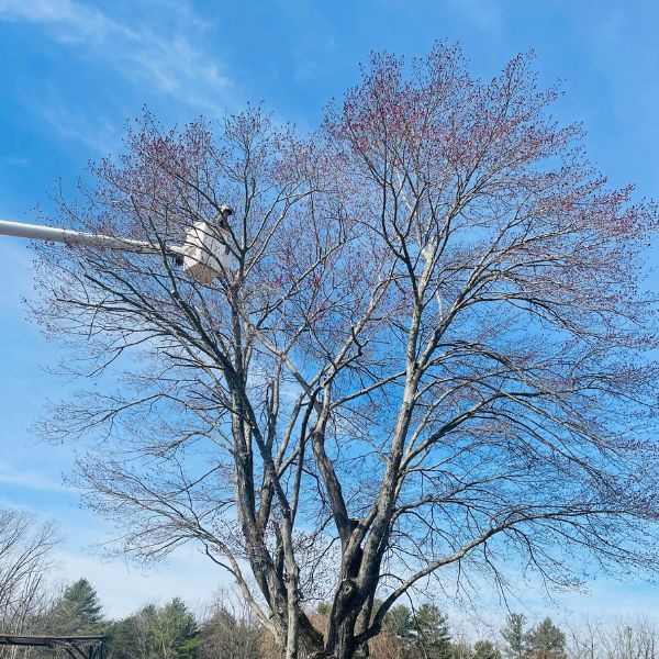 Arborist being lifted in a bucket truck to the top of a tree that needs pruning.