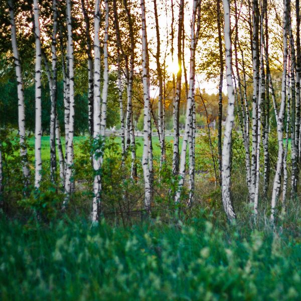 Row of birch trees next to an open, grassy field.