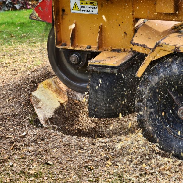 Website-stump-grinding-section-yellow-stump-grinder Side view of a stump grinder in action, grinding a large stump in a yard, with wood chips flying everywhere.