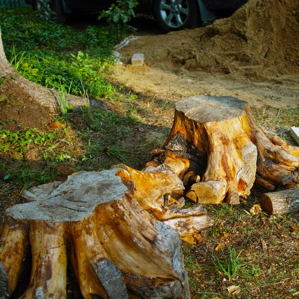 Website-stump-two-stumps 2 large stumps sitting in a yard that were just removed from the ground.