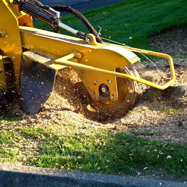 Website-stump-yellow-grinder Front view of yellow stump grinder grinding a stump below soil level.