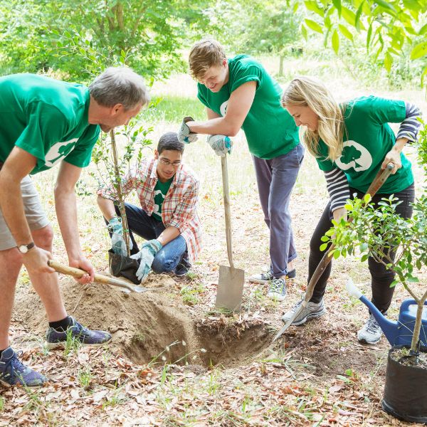 Website-tree-planting-crew-green-spade 4 adults working together to dig a hole to plant a new, young tree in the ground.