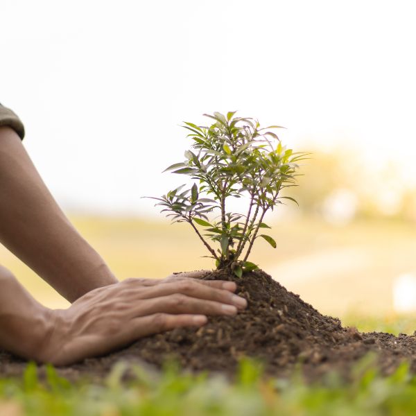 Website-tree-planting-hands-soil-tree Hands gently patting dirt around a newly planted tree.