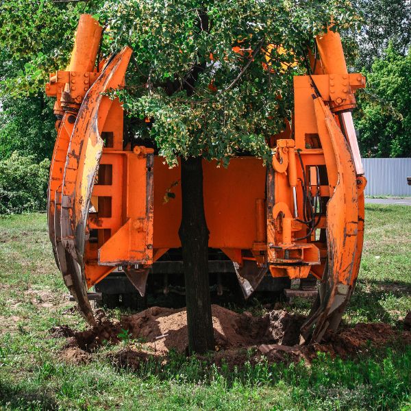 Website-tree-planting-orange-tree-spade Orange tree spade placing a tree in a newly dug hole.