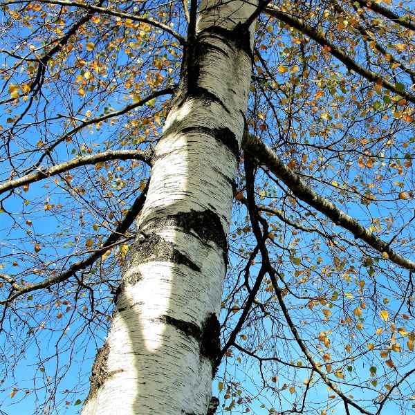 Website-tree-planting-section-mountain-paper-birch Mountain paper birch tree with yellowing leaves against a clear blue sky.
