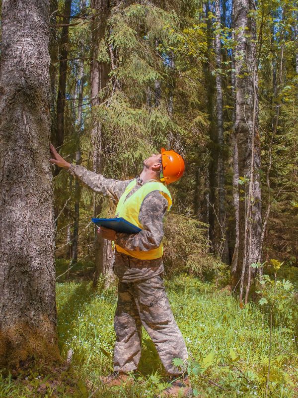 systemic-website-arborist-inspection Certified Arborist with orange hard hat and clipboard inspecting a tall evergreen tree.