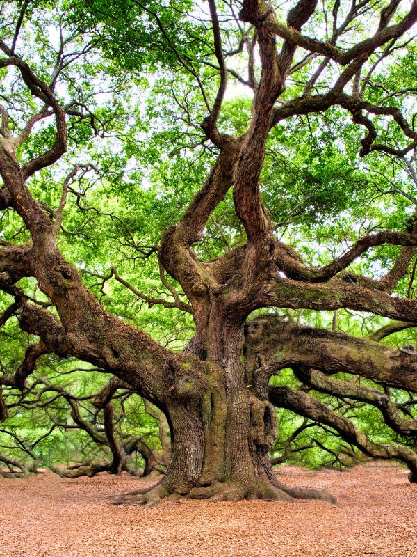 systemic-website-fertilization-live-oak Large green canopy of a live oak tree with branches winding in every direction.