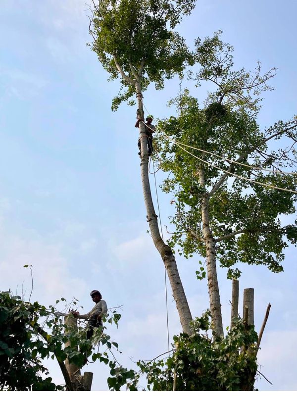 2 climbers safely removing branches from the top of a tall tree.
